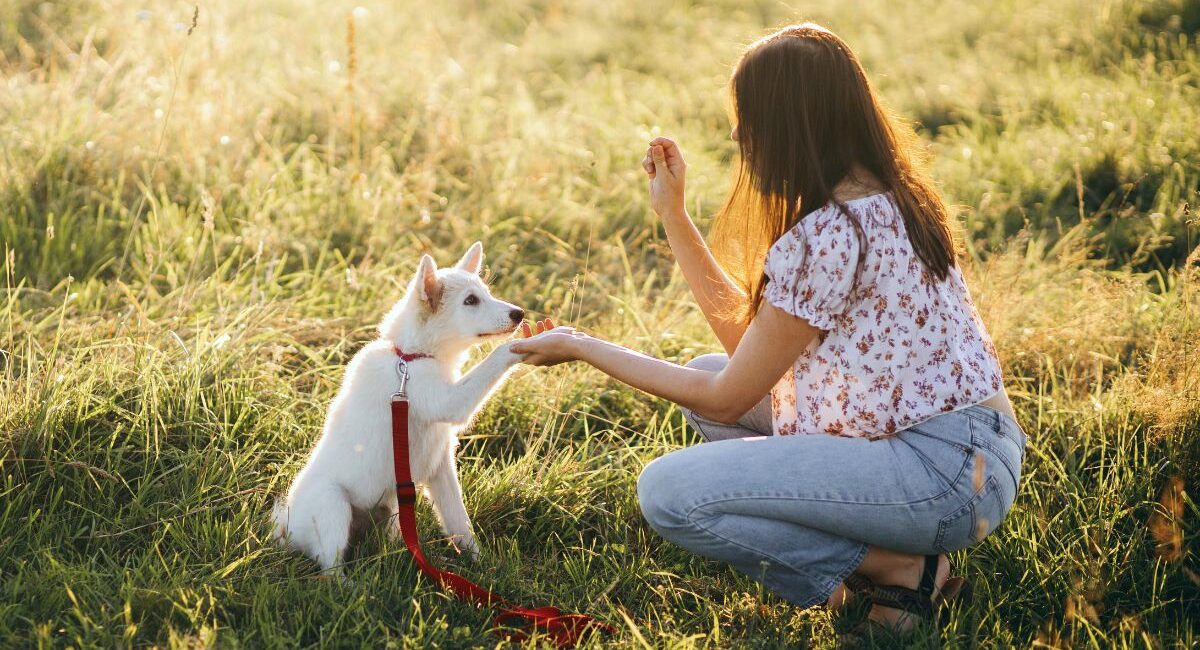 The Ultimate Guide to Puppy Training & Socialization