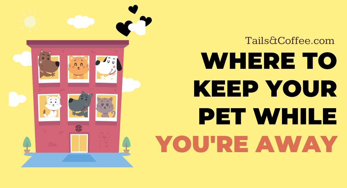 Where to Keep Your Pet While You’re Away