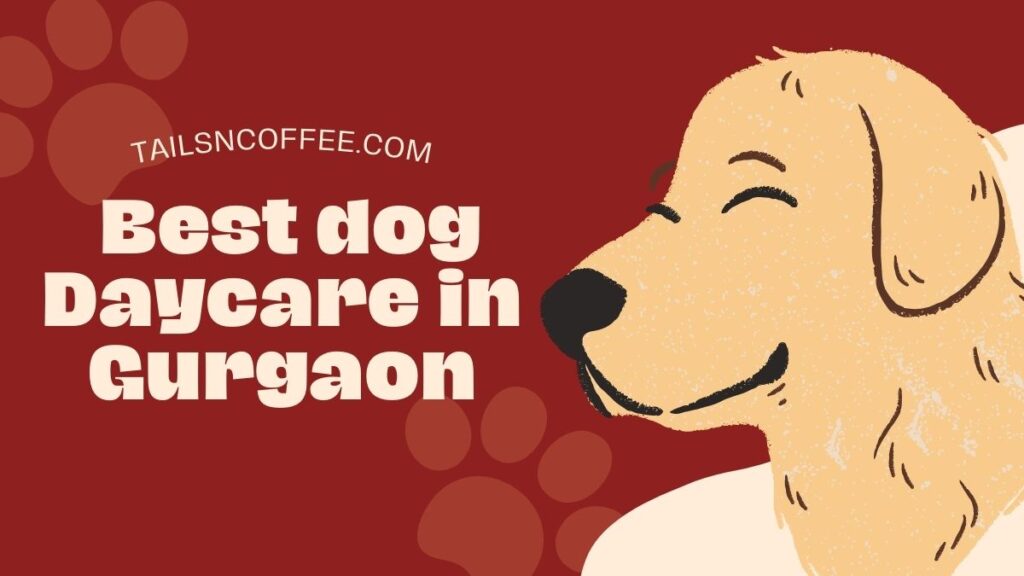 Best dog Daycare in Gurgaon