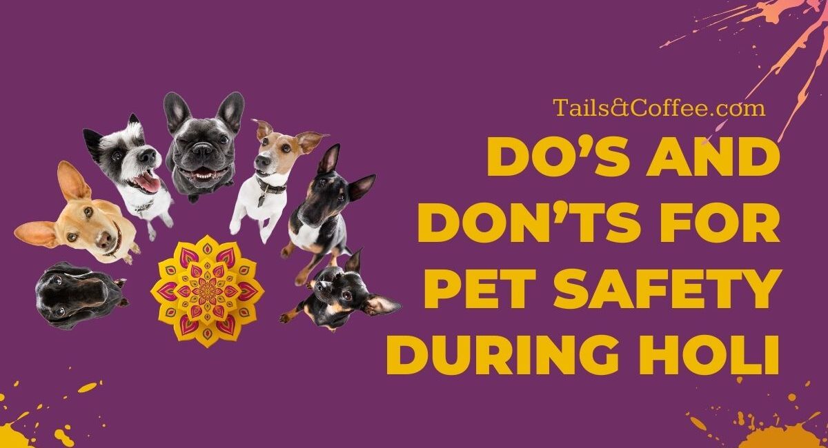 Do’s and Don’ts for Pet Safety During Holi