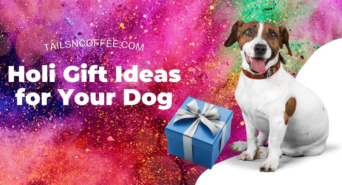 10 Holi Gift Ideas for Your Dog