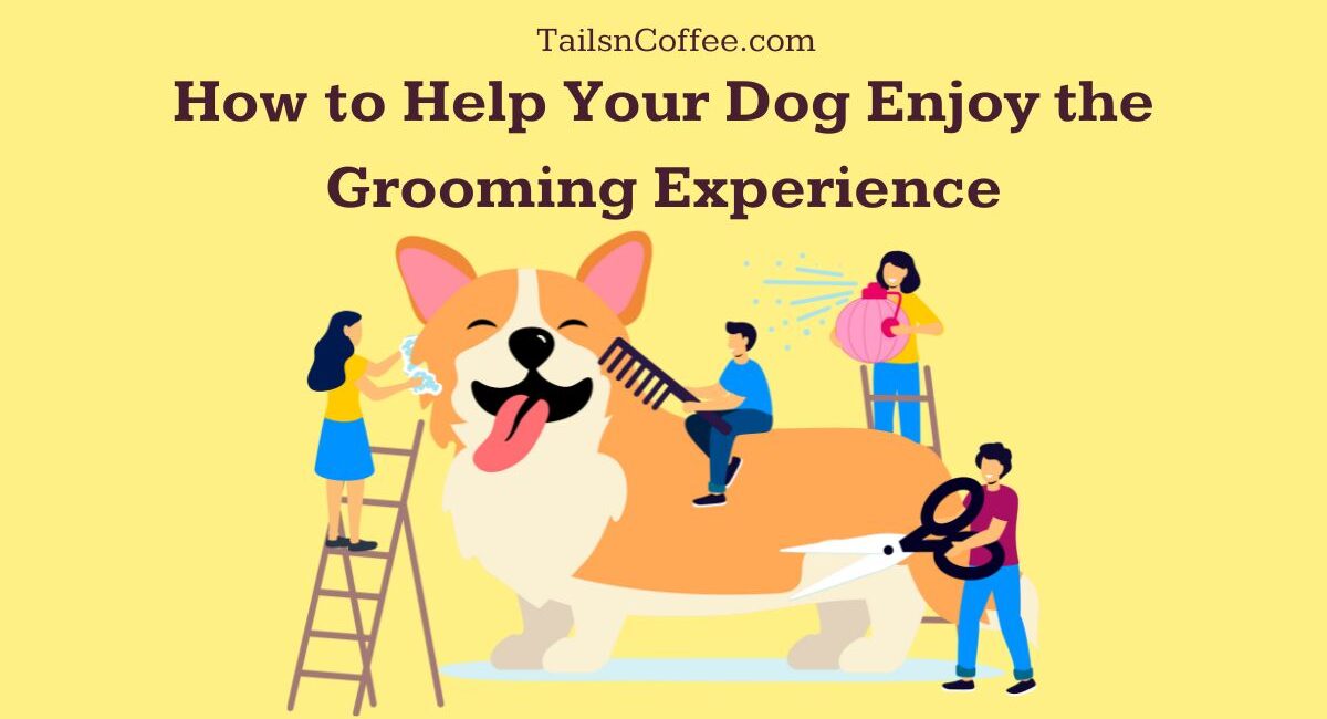 Grooming Anxiety: How to Help Your Dog Enjoy the Grooming Experience