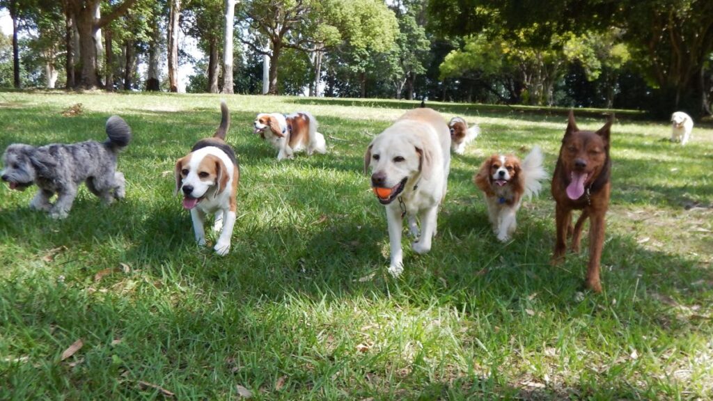 The Benefits of Socialization During Dog Boarding (1)