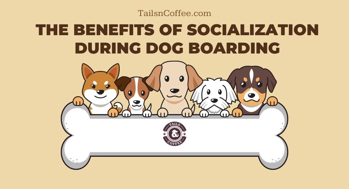 The Benefits of Socialization During Dog Boarding