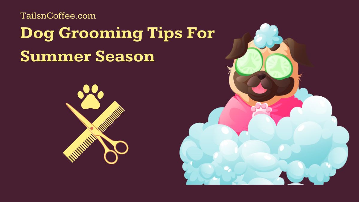 Dog Grooming Tips For Summer Season