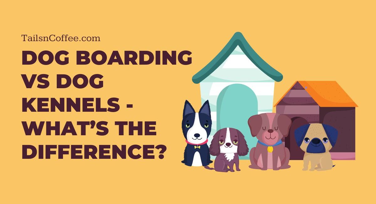 Dog boarding vs dog kennels – What’s the difference?