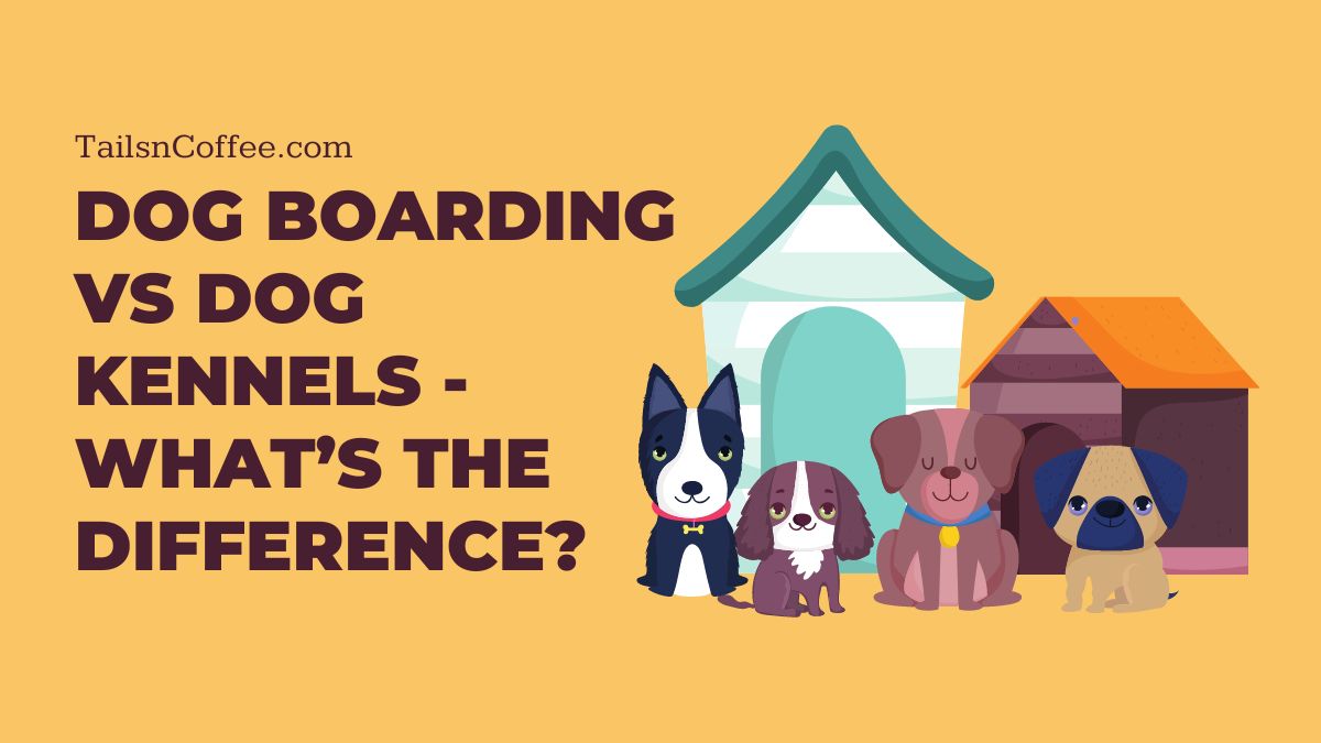 Dog boarding vs dog kennels – What’s the difference?