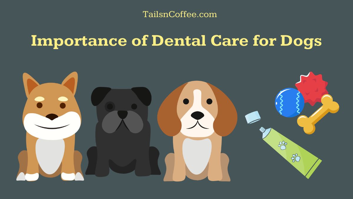 Importance of Dental Care for Dogs