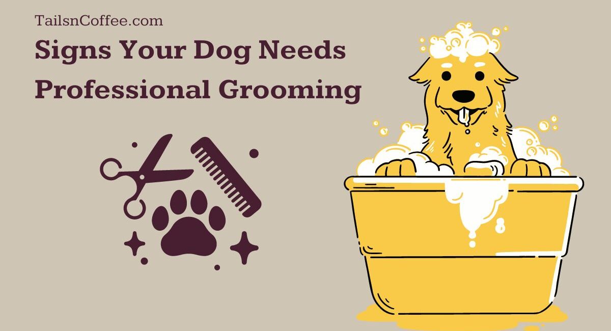Signs Your Dog Needs Professional Grooming