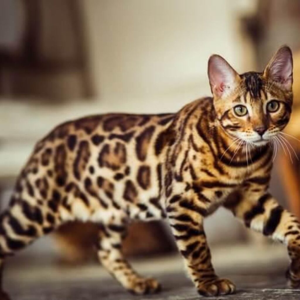 Bengal Cat