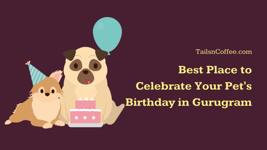 Best Place to Celebrate Your Pet's Birthday in Gurugram