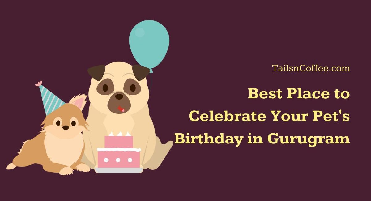 Best Place to Celebrate Your Pet’s Birthday in Gurugram