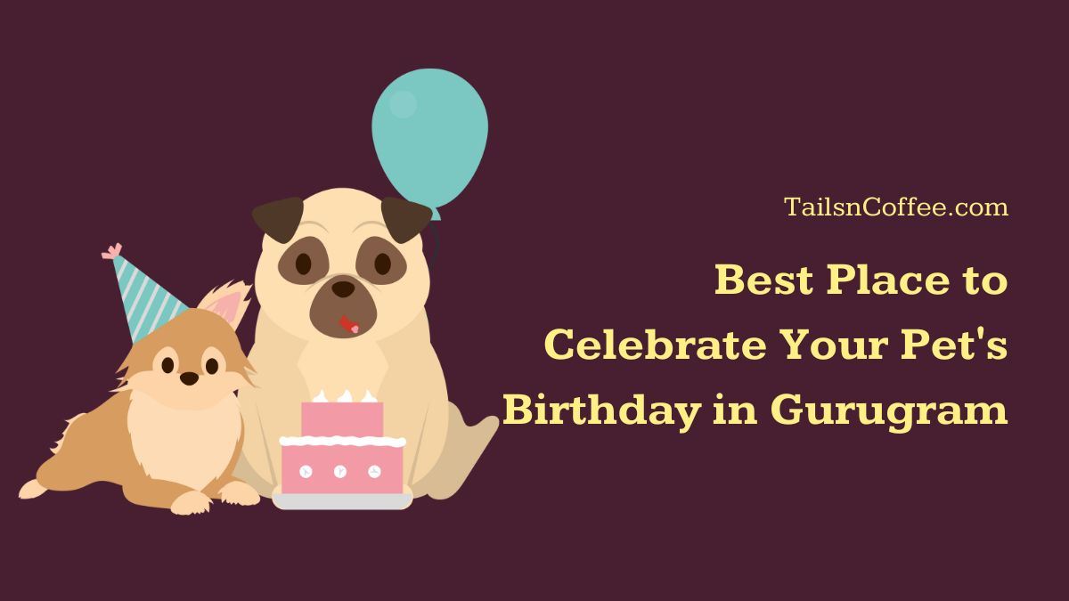 Best Place to Celebrate Your Pet’s Birthday in Gurugram