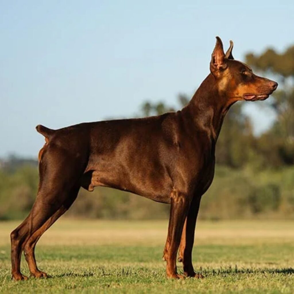 Doberman Pinscher