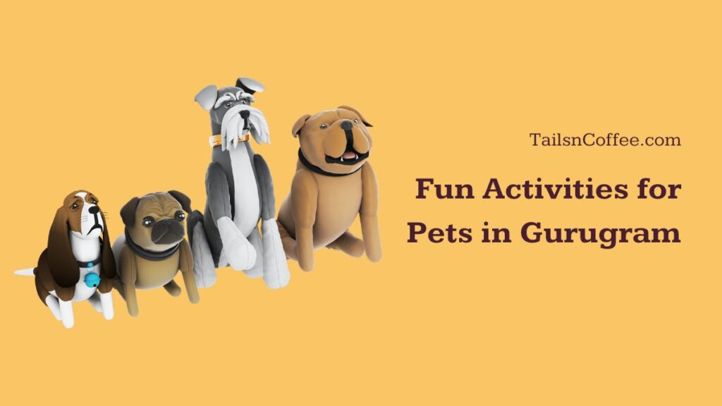 Fun Activities for Pets in Gurugram