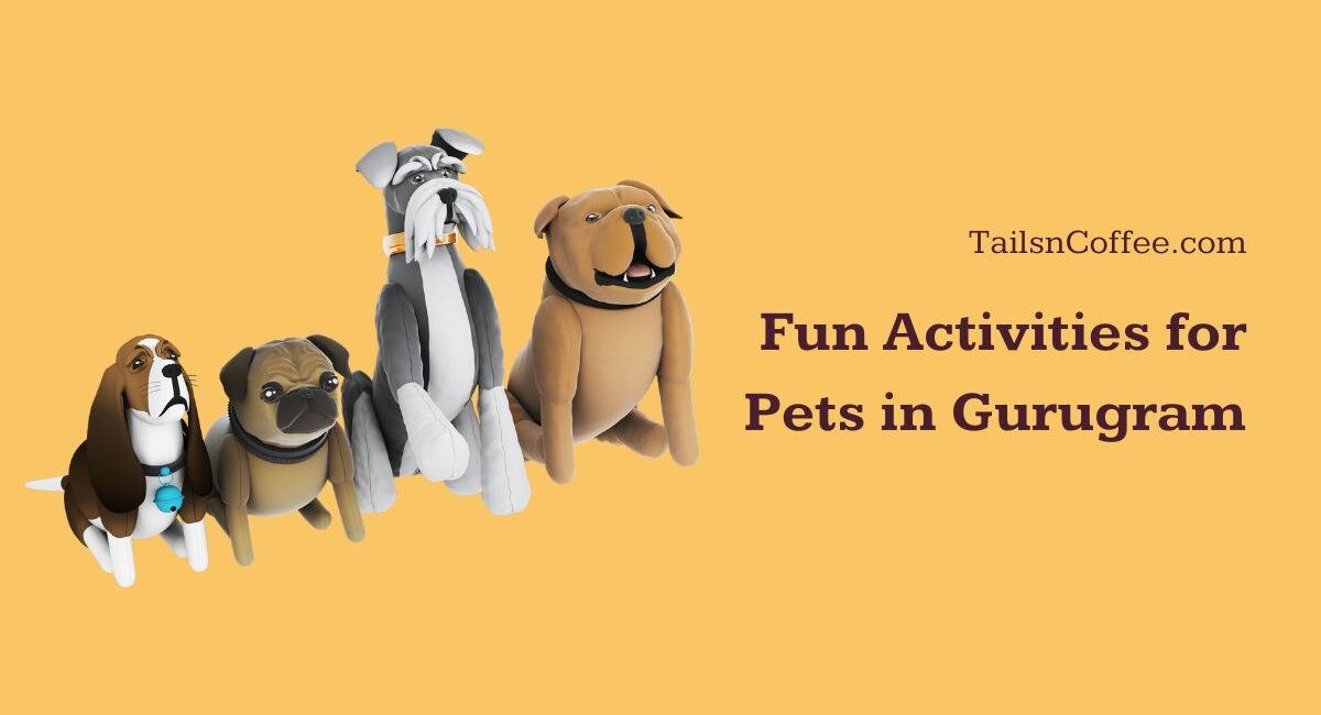 Fun Activities for Pets in Gurugram