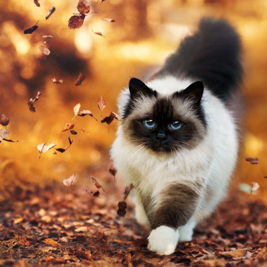 Himalayan Cat