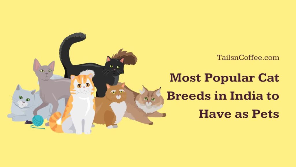 Most Popular Cat Breeds in India to Have as Pets