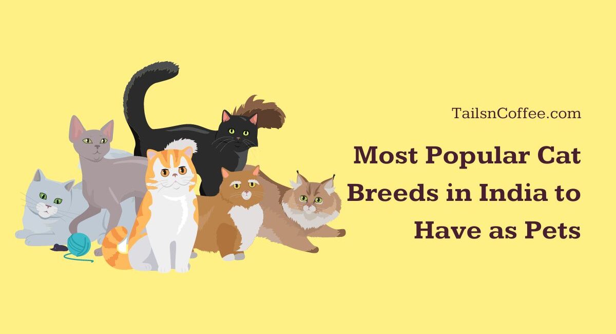 10 Most Popular Cat Breeds in India to Have as Pets