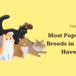 10 Most Popular Cat Breeds in India to Have as Pets