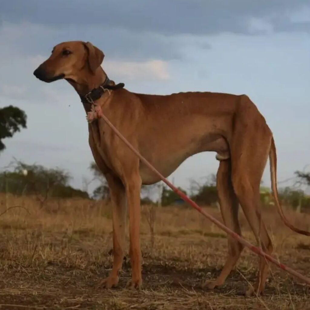 Mudhol Hound