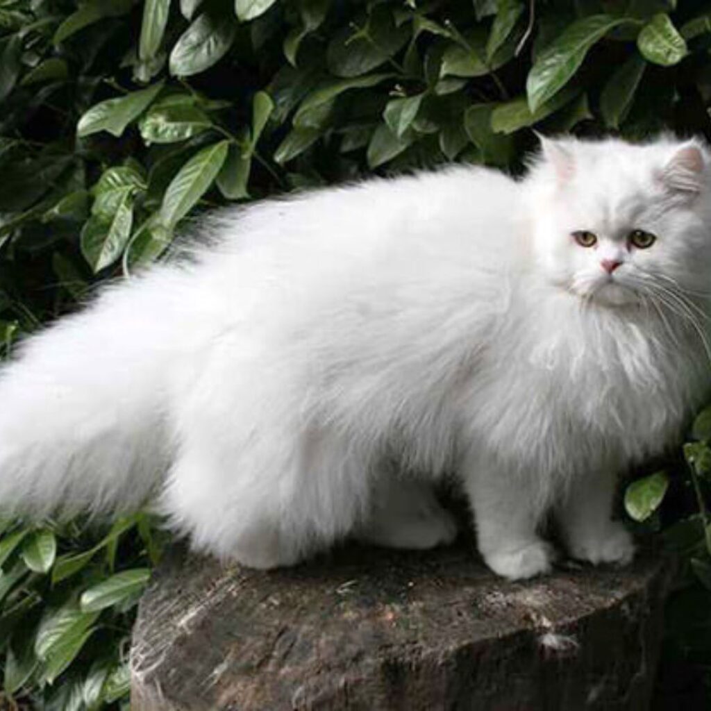 Persian Cat