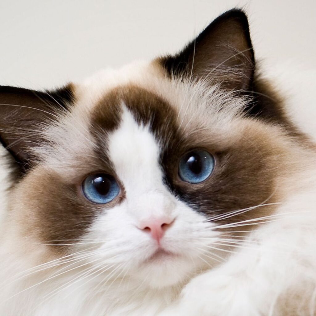 Ragdoll