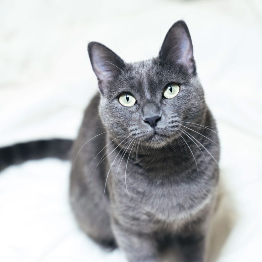 Russian Blue