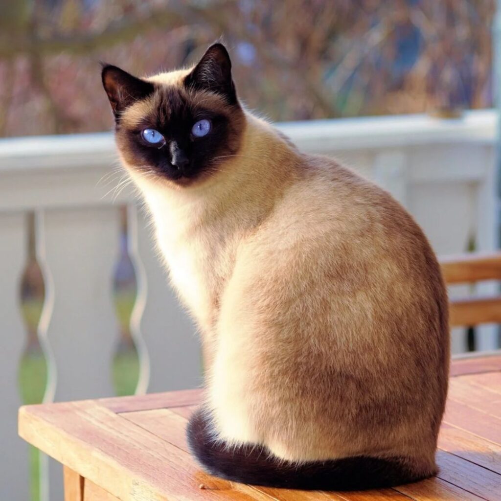 Siamese Cat