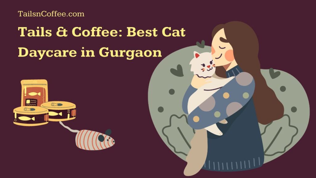 Tails & Coffee Best cat Daycare in Gurgaon