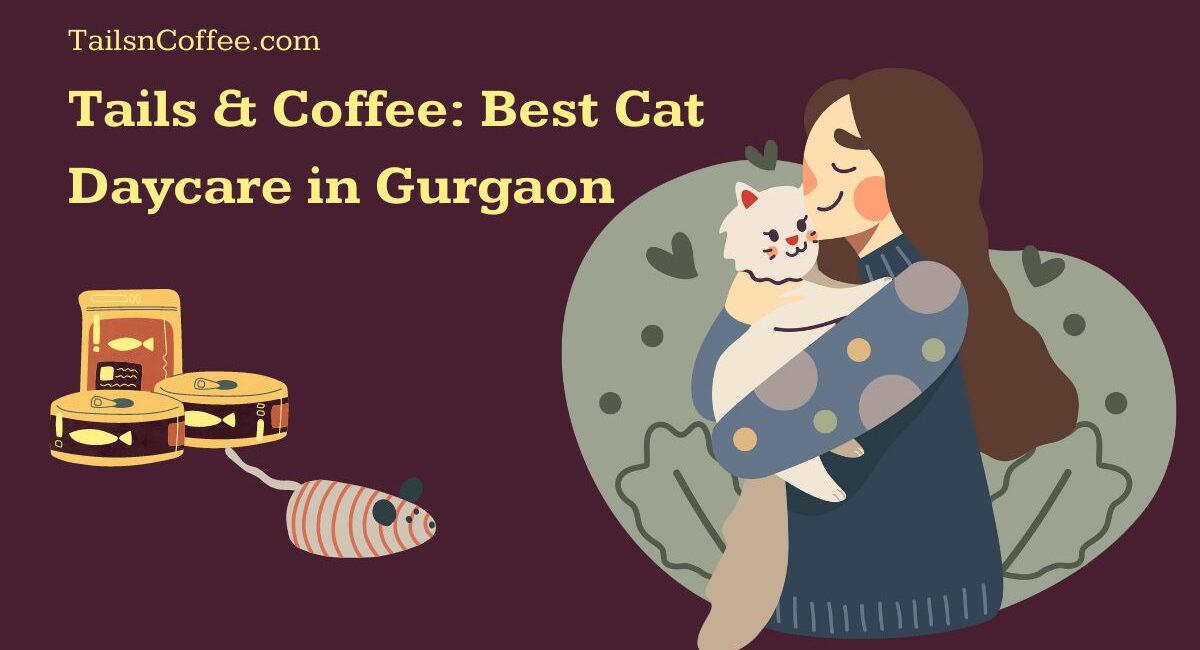 Tails & Coffee: Best Cat Daycare in Gurgaon