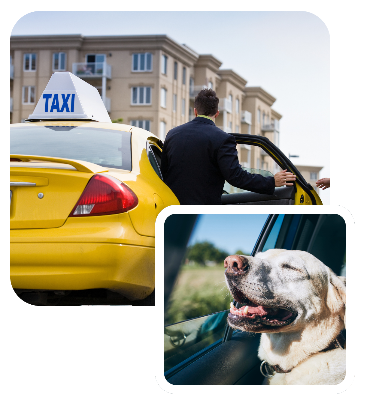 Pet Taxi Service in Gurgaon