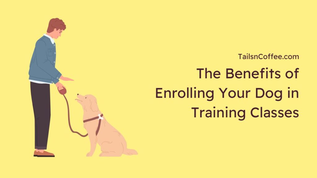 The Benefits of Enrolling Your Dog in Training Classes