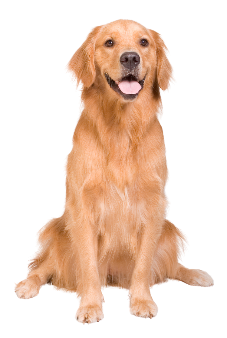 Golden Retriever grooming service