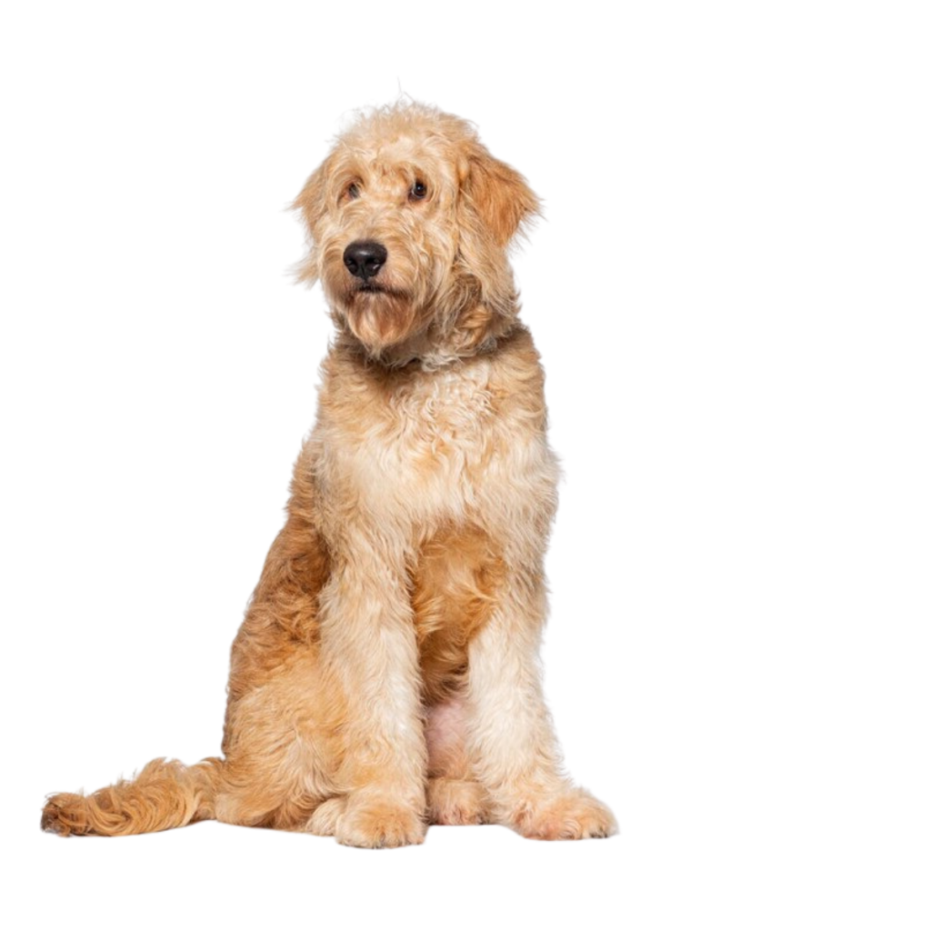 Goldendoodle