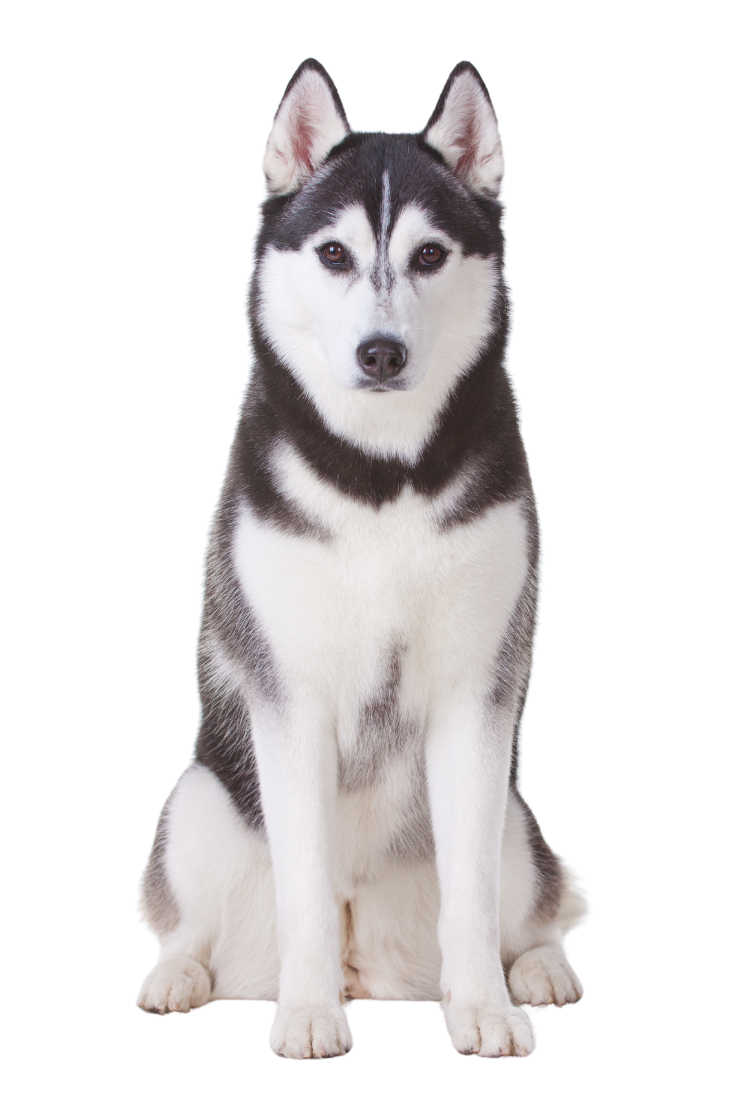 Husky